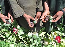 ap_opium_afghanistan_210